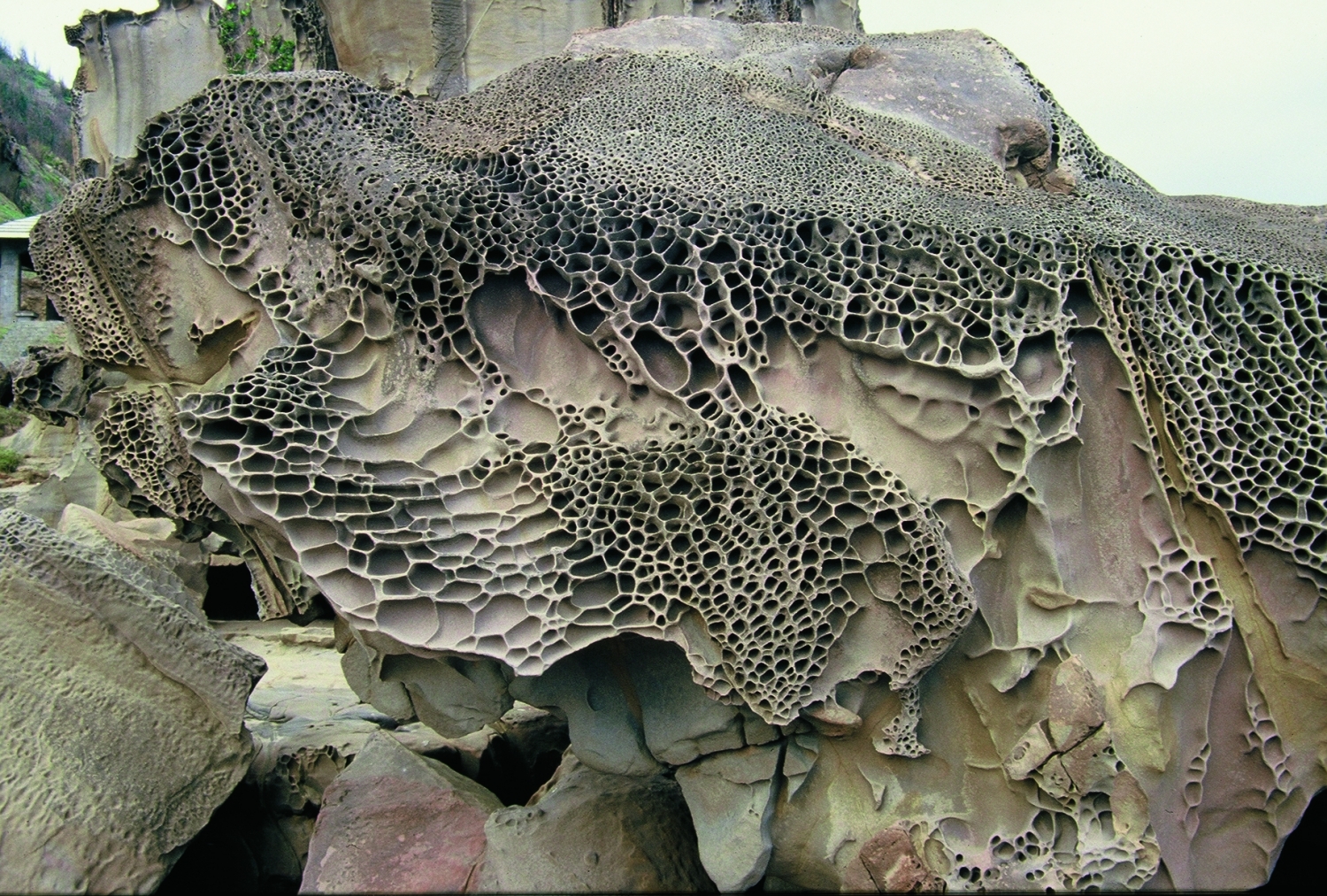 墾丁國家公園預定地區考察所見之佳樂水海岸蜂窩岩/王鑫 提供