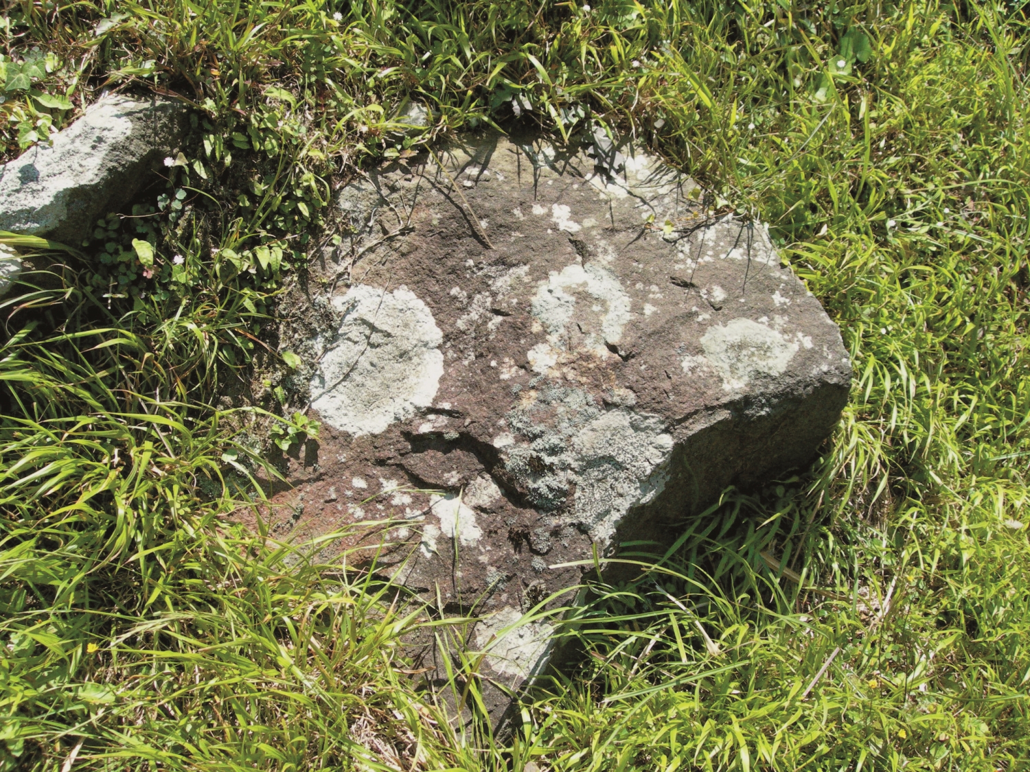 陽明山國家公園岩石表面常見地衣/王鑫 提供