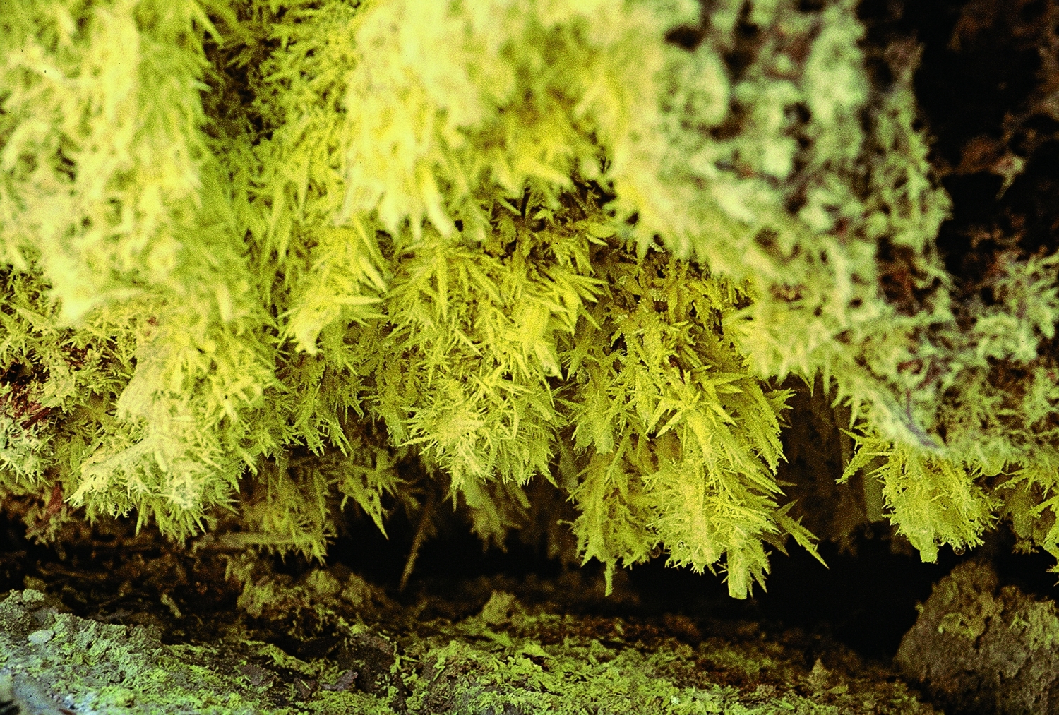 陽明山的硫磺結晶也是大自然美的結晶/王鑫 提供