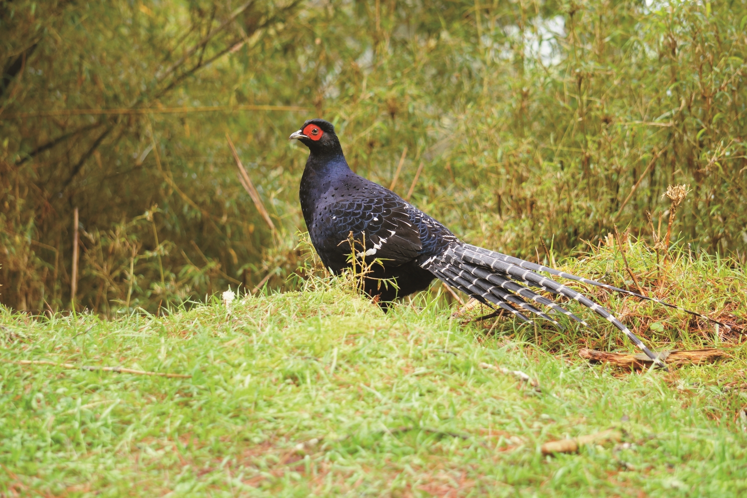 帝雉雄鳥/蘇隆昌 攝