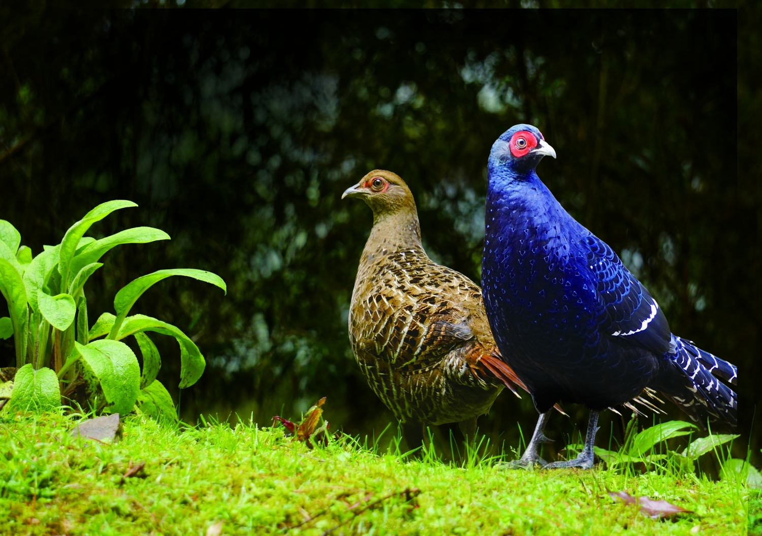 蘇隆昌將對帝雉的愛以攝影書之形式傳遞給更多讀者/蘇隆昌 攝