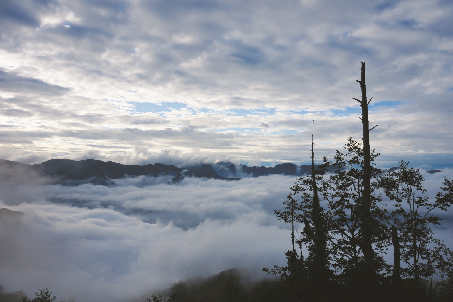 多霧的山林是帝雉的居所/蘇隆昌 攝