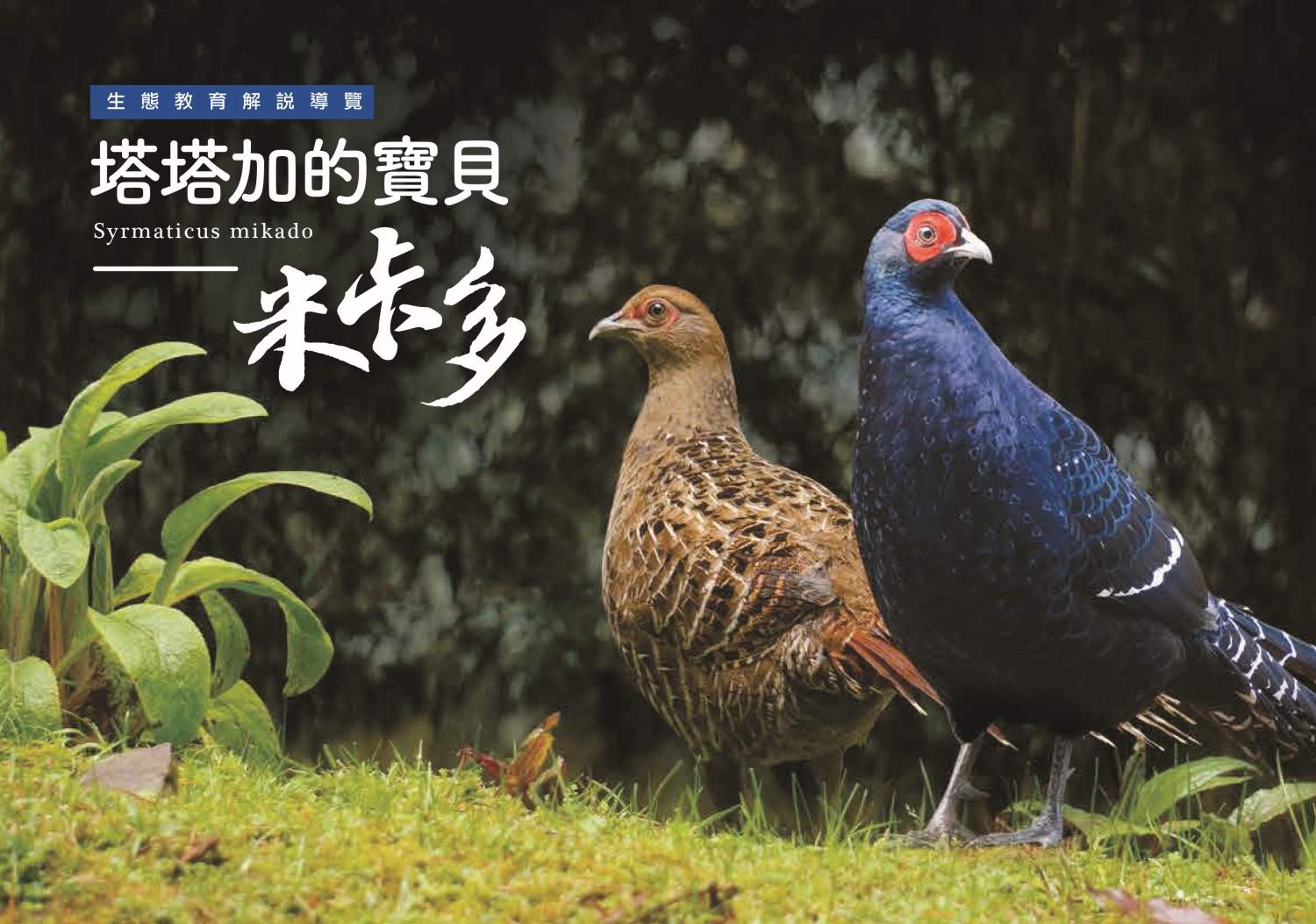 《塔塔加的寶貝─米卡多》