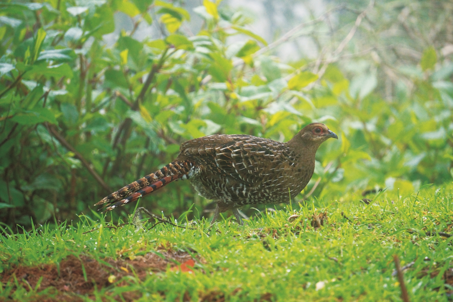 霧中的帝雉雌鳥/蘇隆昌 攝