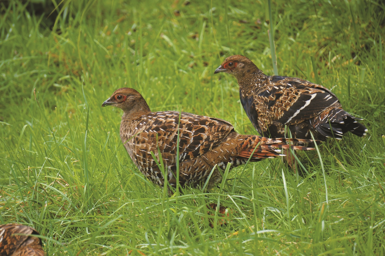 帝雉亞成鳥/蘇隆昌 攝