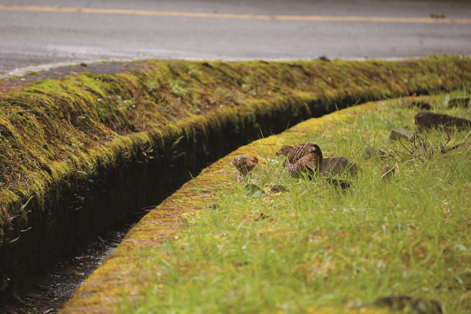 育雛季節的帝雉母子檔/蘇隆昌 攝