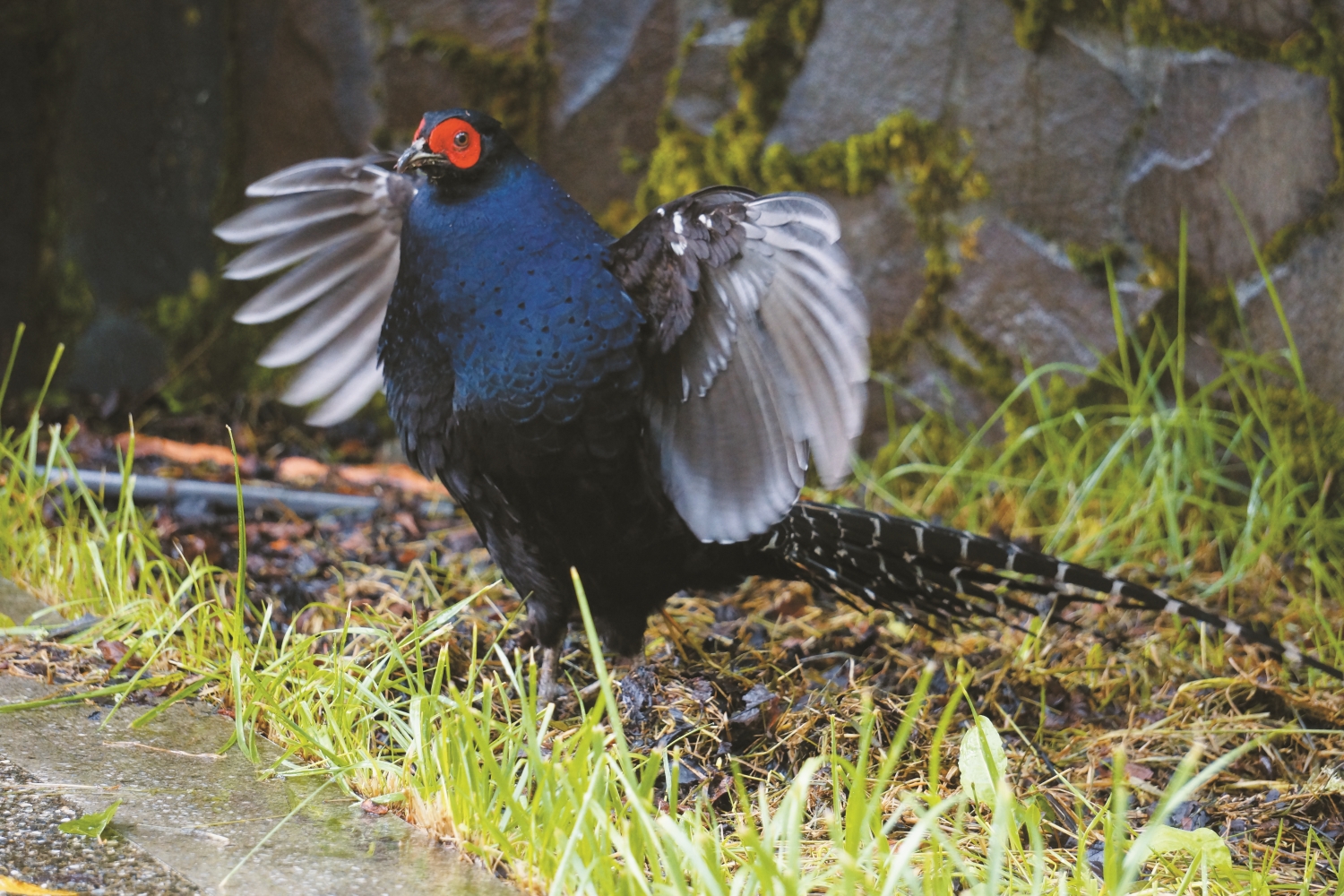 帝雉雄鳥的求偶動作/蘇隆昌 攝