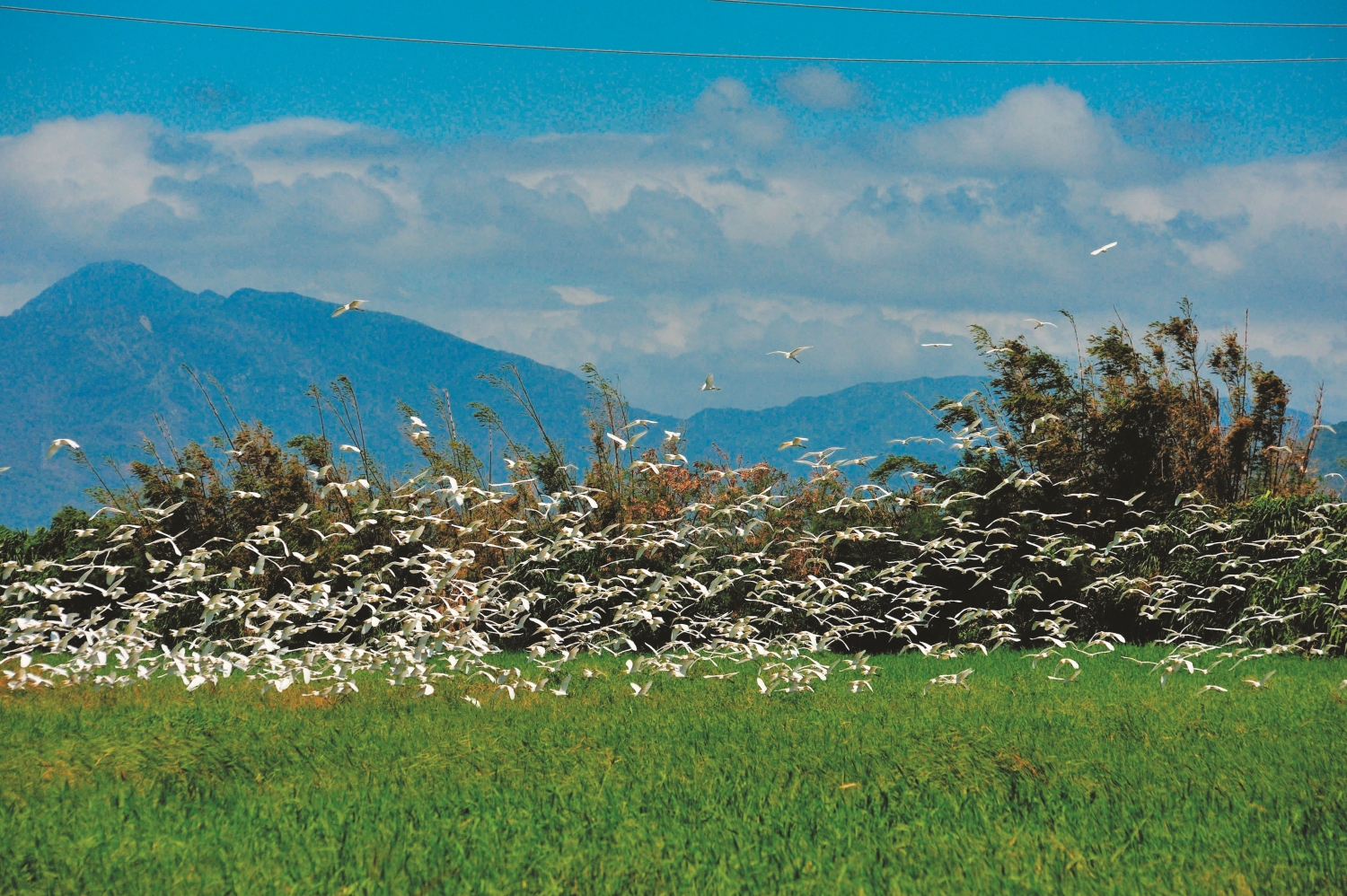 秋日青空飛白鷺