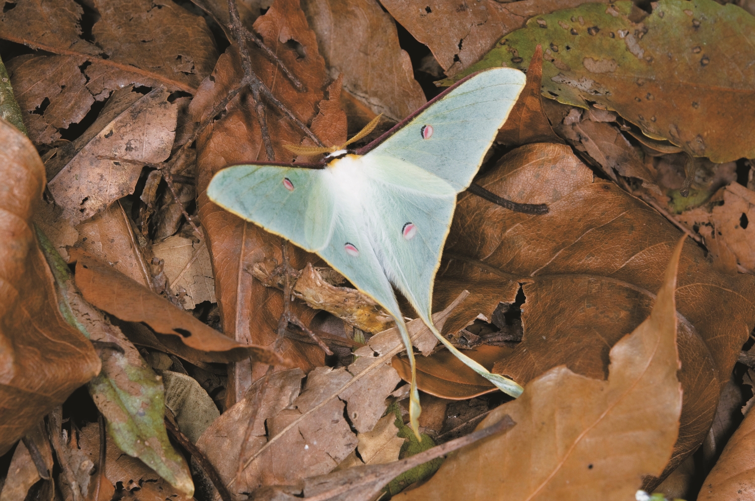「相揪來雪霸談山」系列講座：基礎登山裝備─以攀登雪山主東峰線為例