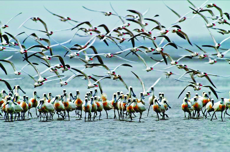 公民科學講座—黑琵普查密技大公開