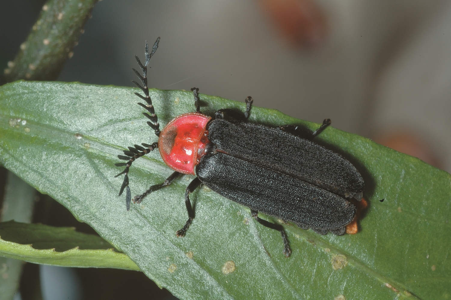 One of the protagonists who brings tiny sparkling fluorescent lights to Sheding Park: Vesta chevrolati / Provided by Kenting National Park Headquarters