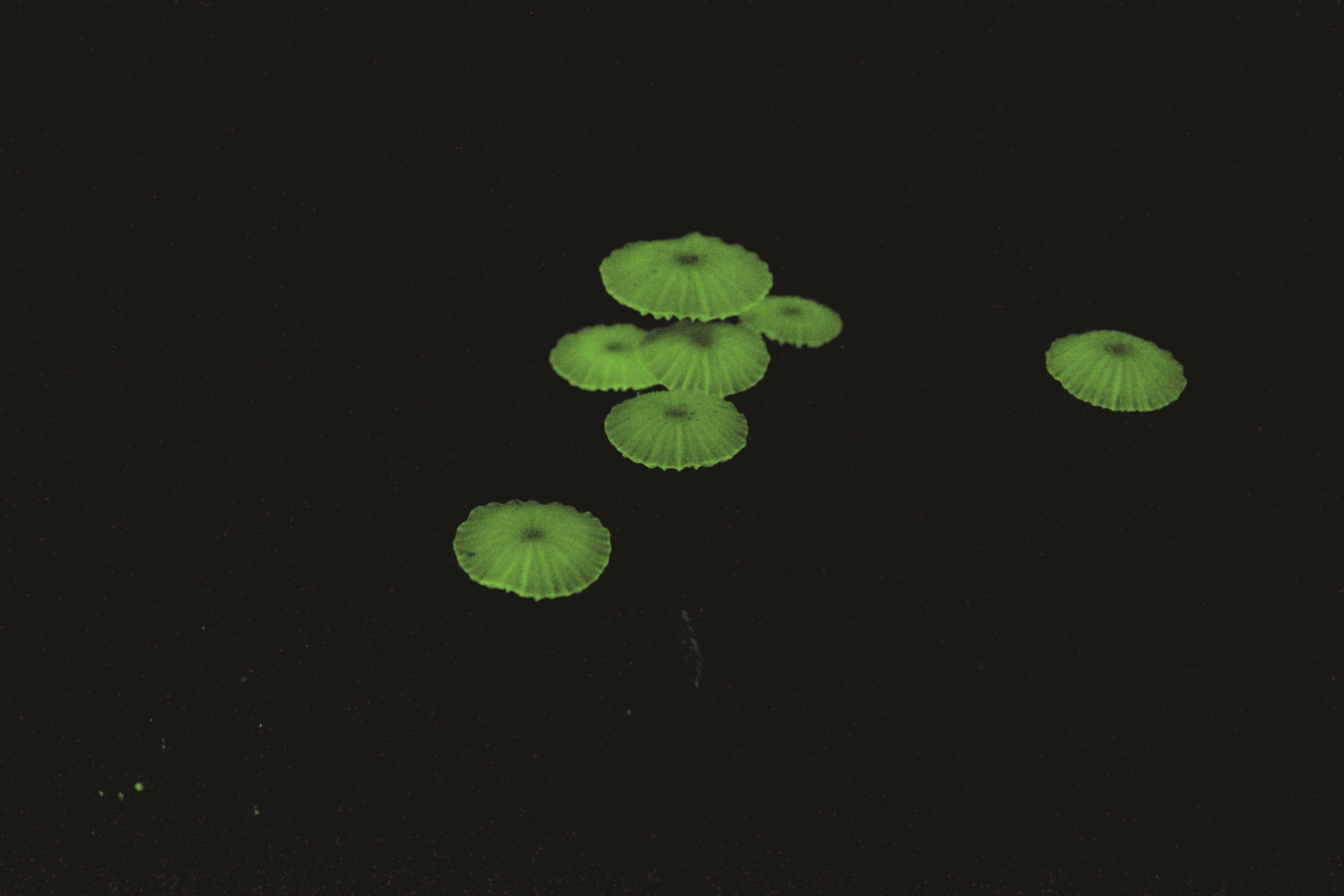 One of the three famous lights in Sheding Park: mushroom light. / Provided by Kenting National Park Headquarters