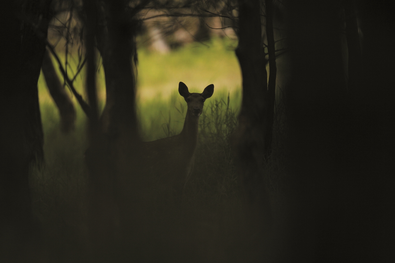 The sika deer (Cervus nippon taiouanus) which can be commonly seen in Kenting is actually a nocturnal animal. / Provided by Kenting National Park Headquarters