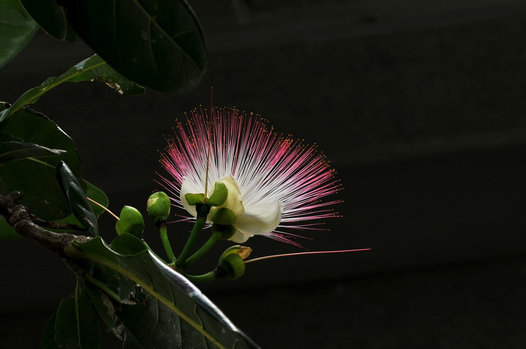 Indian Barringtonia (Barringtonia asiatica) that blooms at night. / Provided by Kenting National Park Headquarters