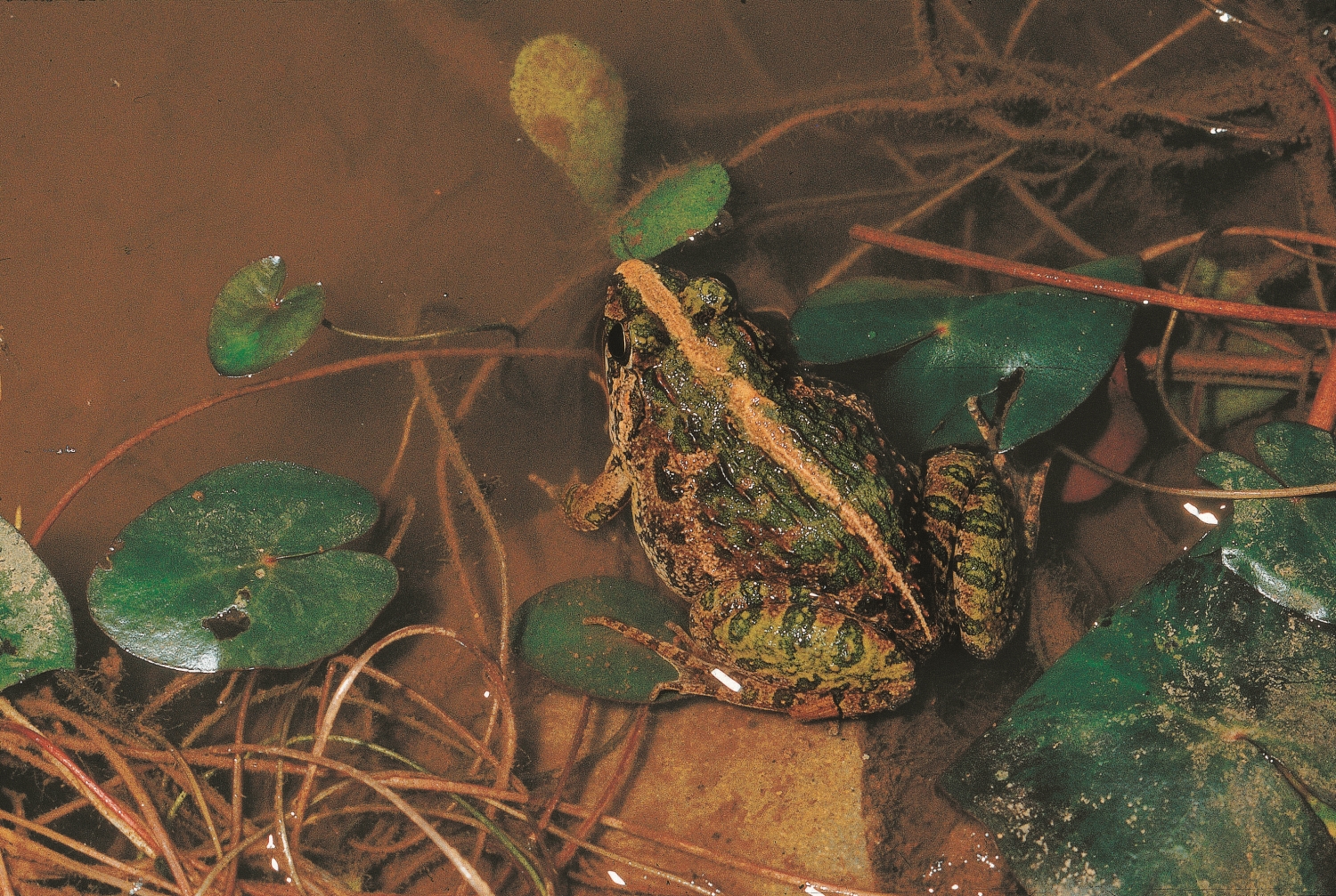 The energetic rice field frog (Fejervarya limnocharis) partying by the pond at night. / Provided by Kenting National Park Headquarters