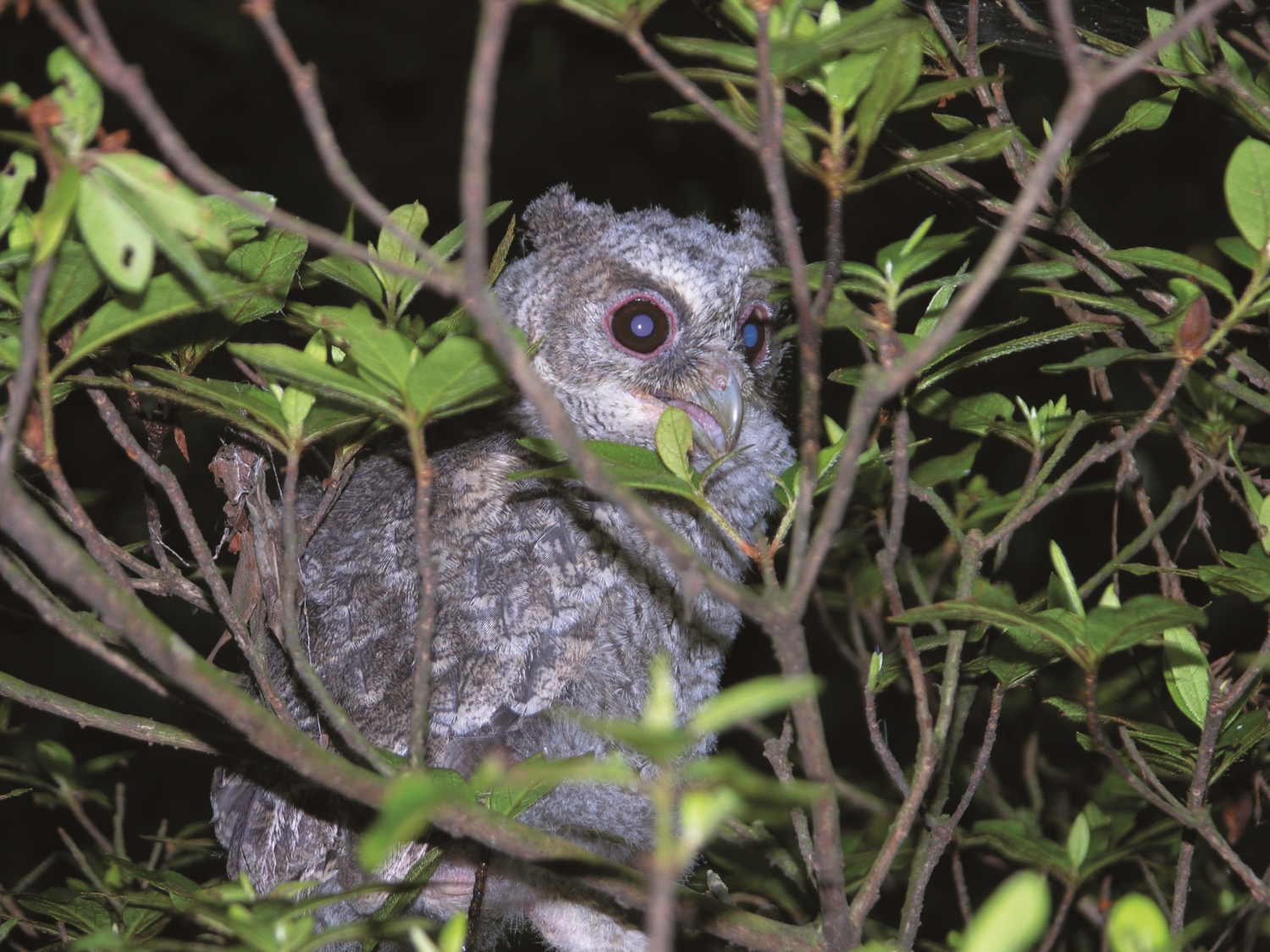 A nestling of collared scops owl (Otus lettia) inhabiting in Yangming Shuwu’s forest park. / Provided by Yangmingshan National Park Headquarters (Photo by Chiu-Nan He)