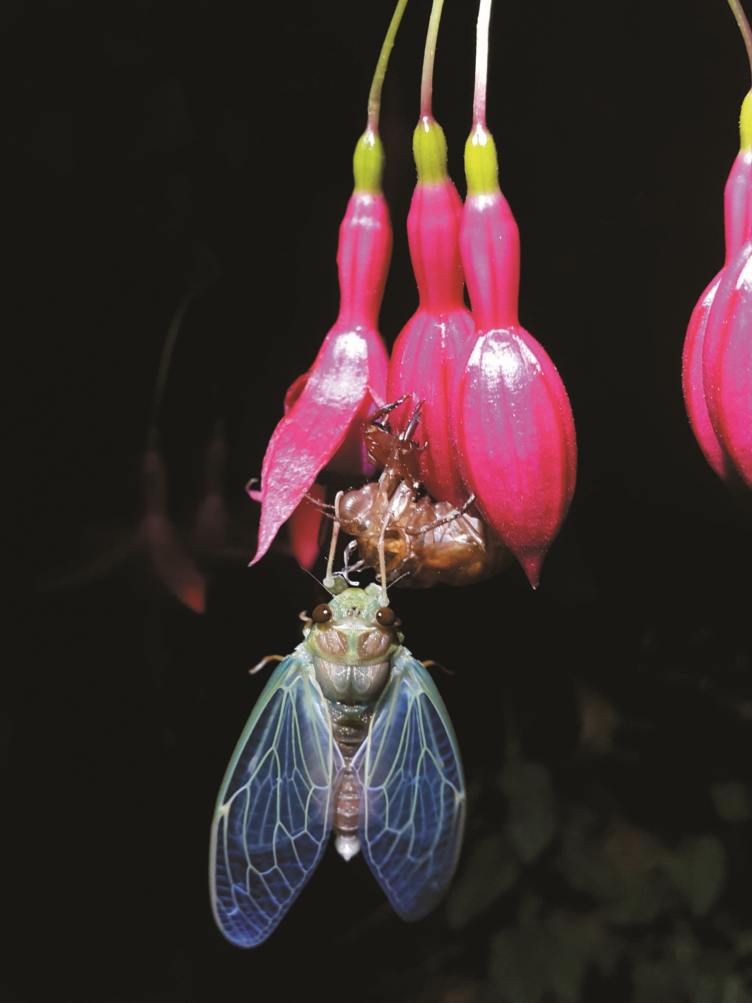 Tanna viridis / Provided by Shei-Pa National Park Headquarters (Photo by Yen-Ling Chang)