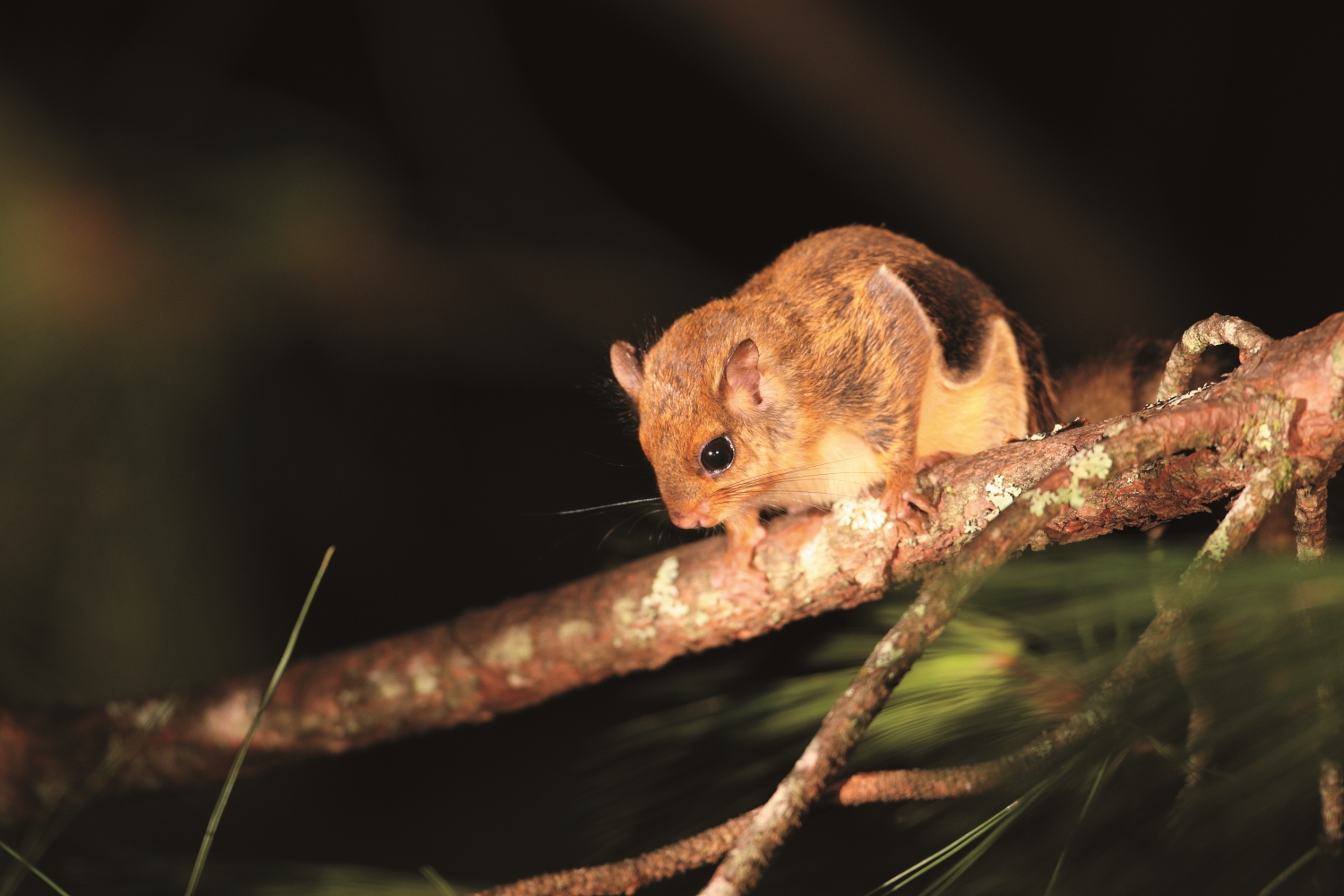 Belomys pearsonii kaleensis / Provided by Shei-Pa National Park Headquarters (Photo by Yen-Ling Chang)