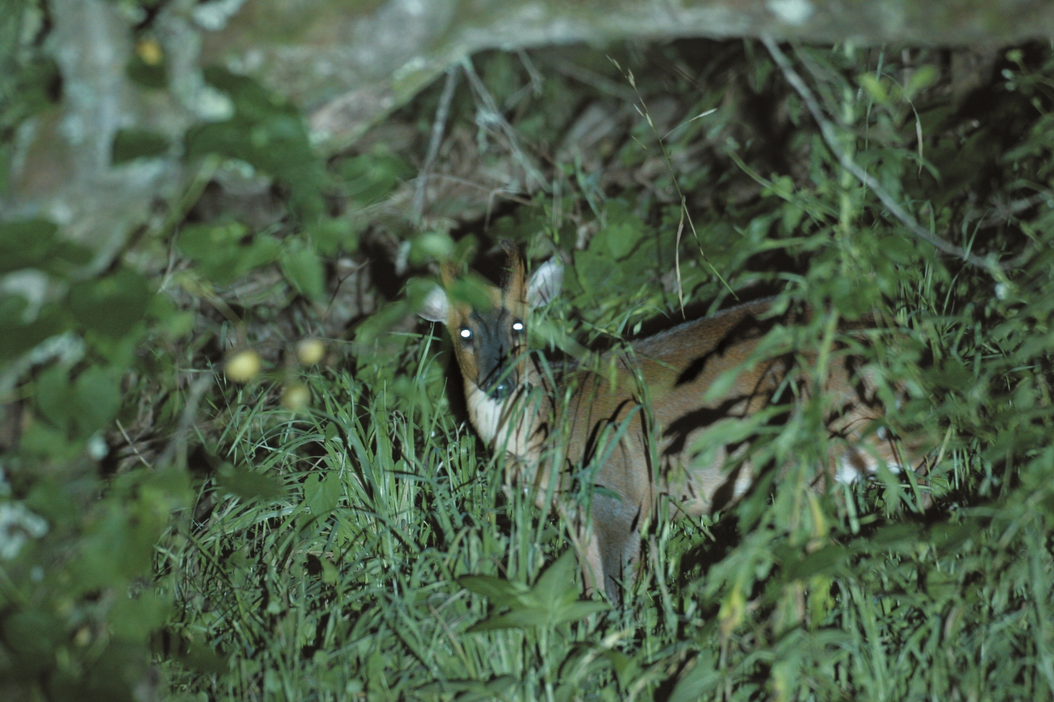 Reeves's Muntjac (Muntiacus reevesi micrurus) / Provided by Shei-Pa National Park Headquarters (Photo by Yen-Ling Chang)