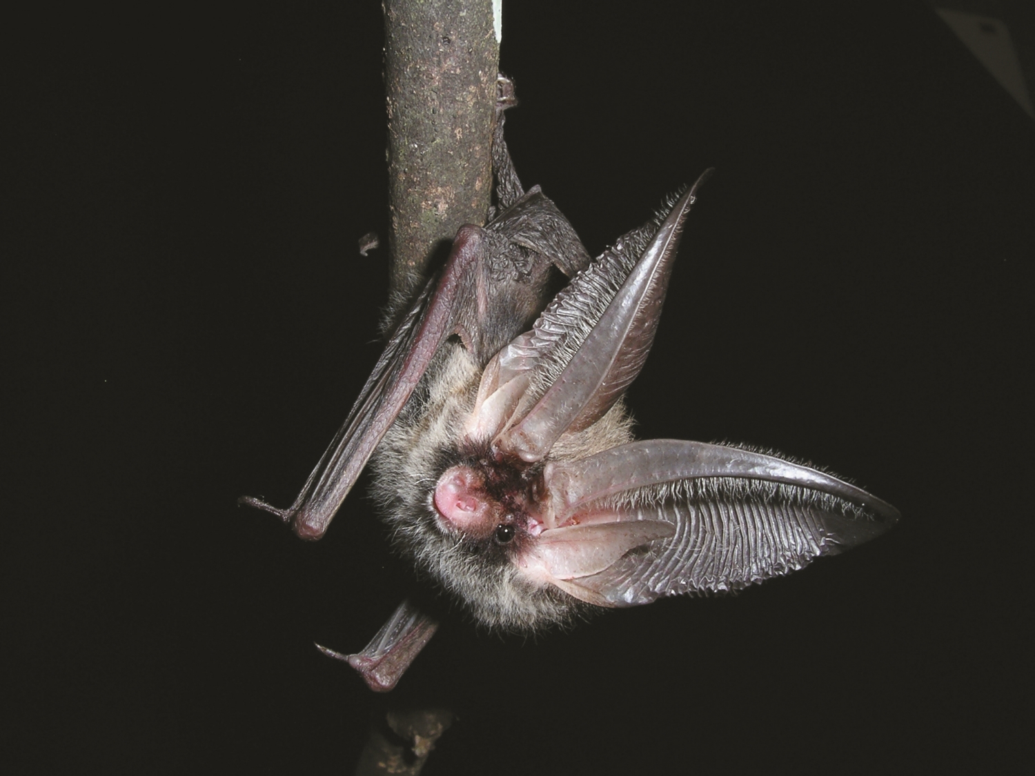 Formosan Long-eared Bat (Plecotus taivanus) / Provided by Shei-Pa National Park Headquarters (Photo by Chia- Hong Chen)