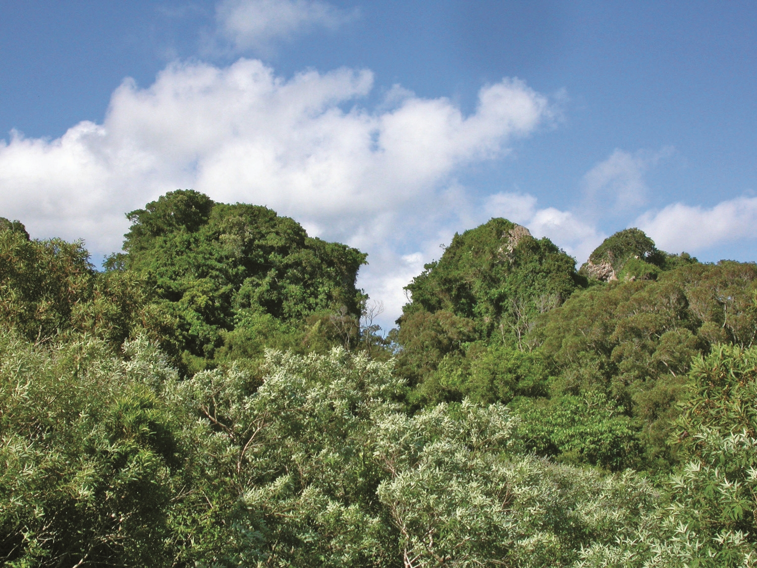 Sheding uplifted coral reef forest has become the nursery for Kenting’s moths. / Provided by Kenting National Park Headquarters