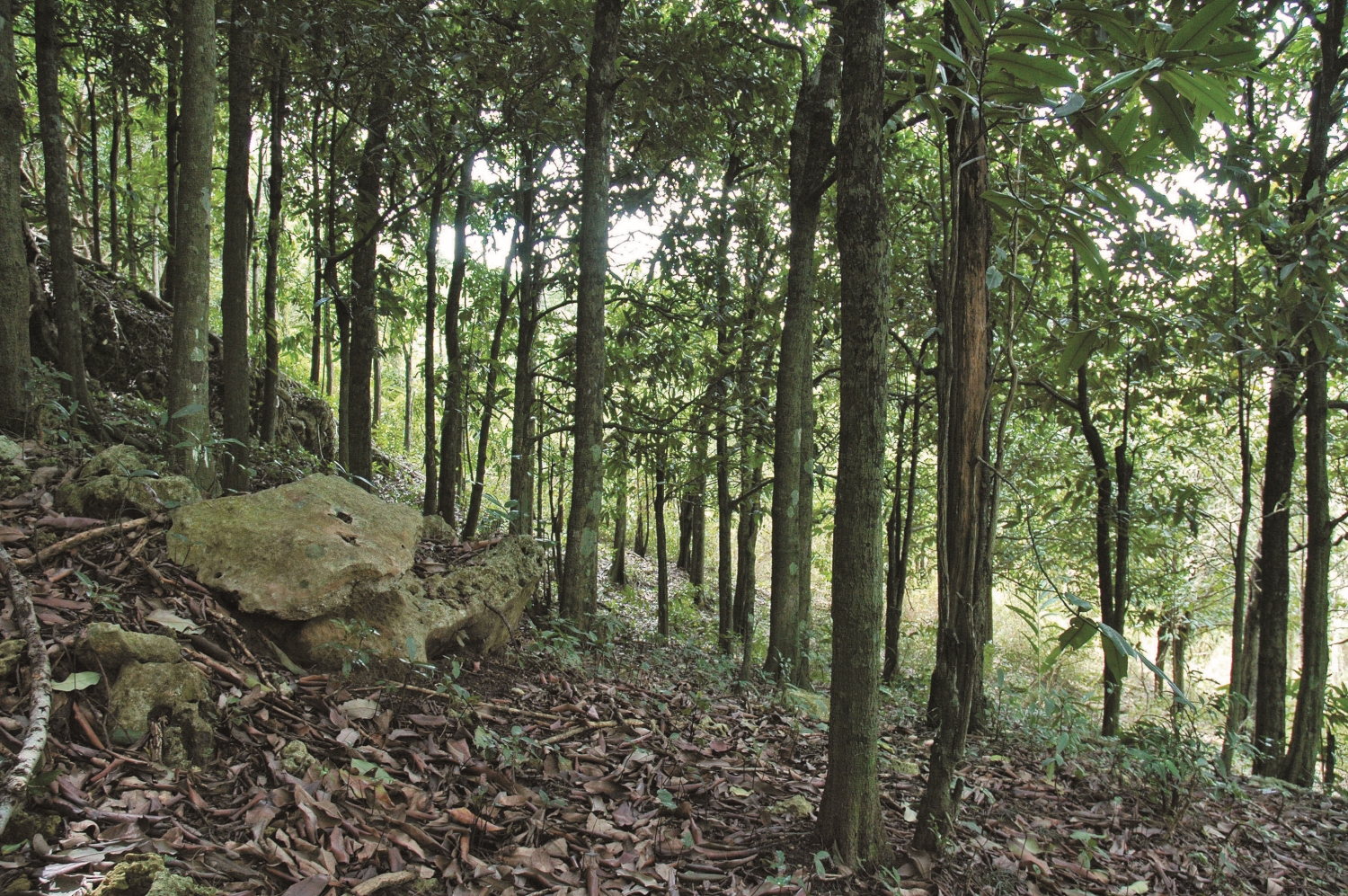 Sheding’s Taiwan Ebony forest is a secret place of Sheding community’s eco-tourism. / Provided by Kenting National Park Headquarters