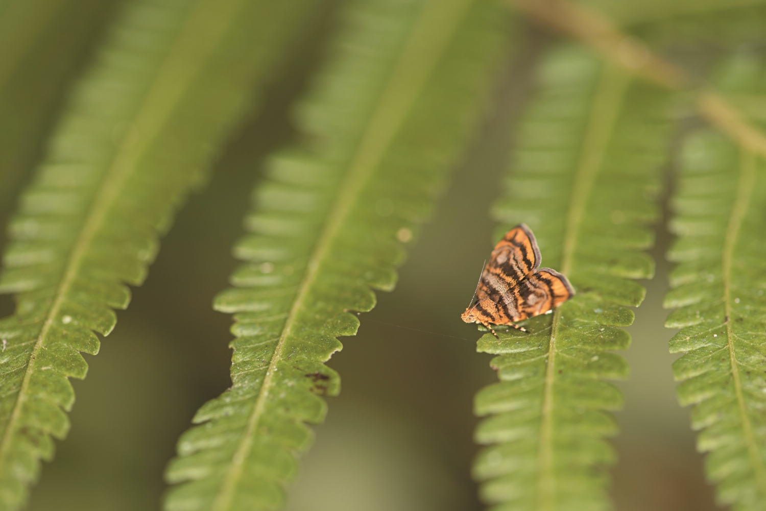Choreutis amethystodes