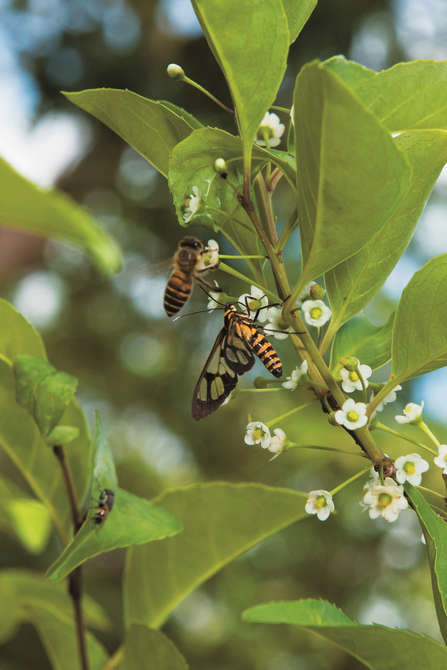 Amata perixanthia / Photo by Shi-Rui Liao