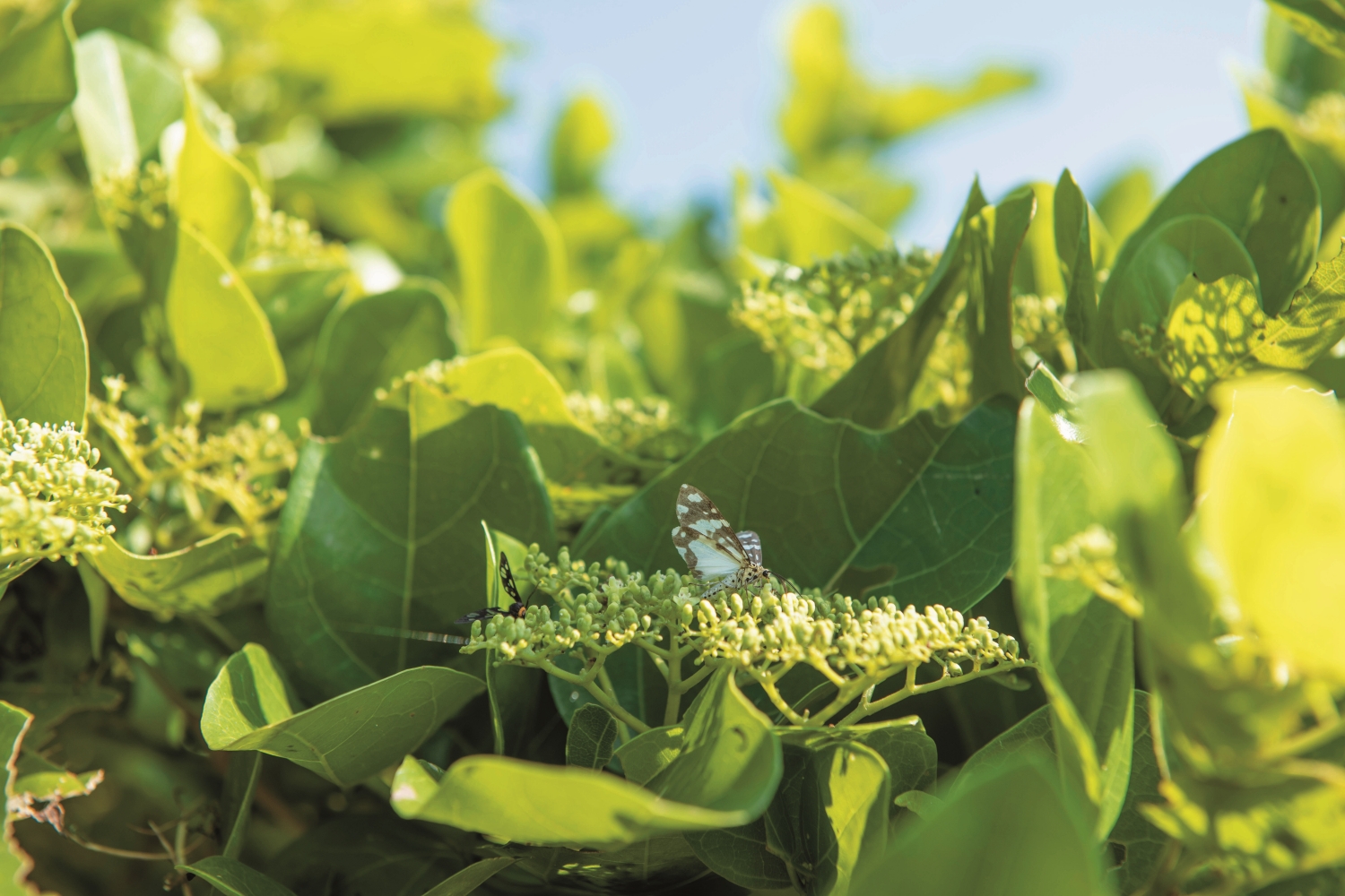 Utetheisa inconstans / Photo by Shi-Rui Liao