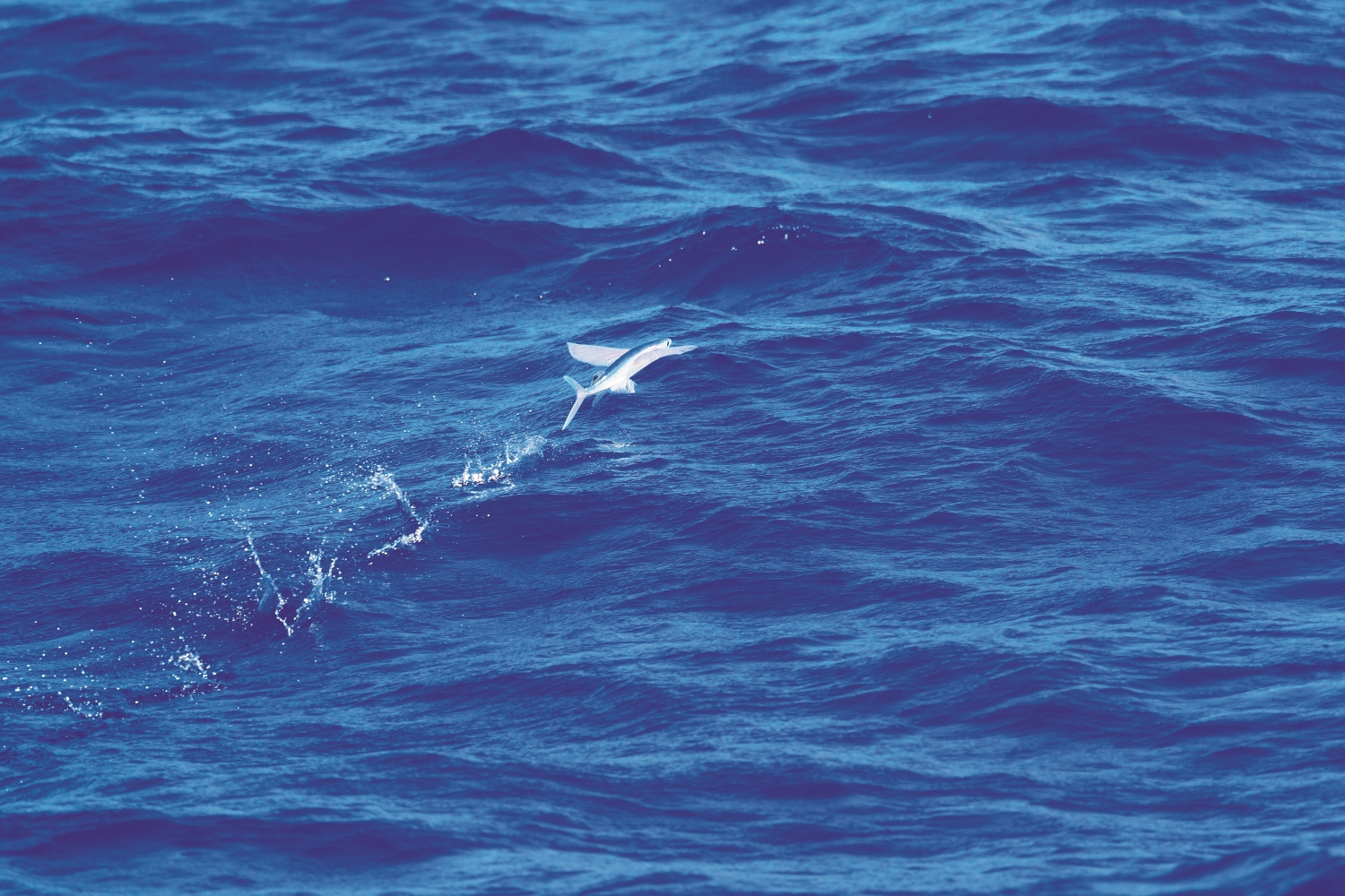 天蝎座現身，預告飛魚季的到來／Feathercollector 提供｜ Dreamstime.com