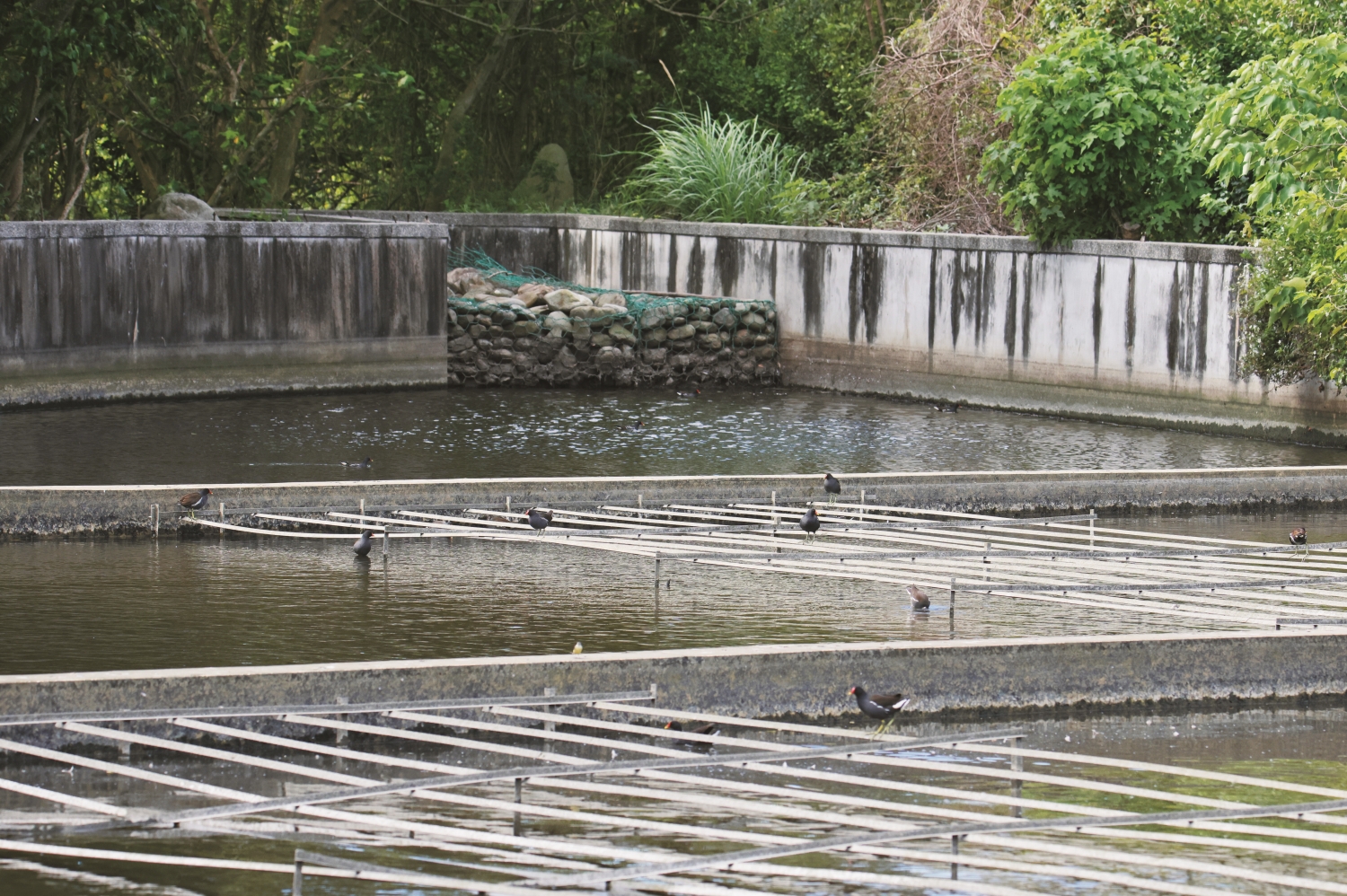 曝氣氧化塘中也有成群的紅冠水雞