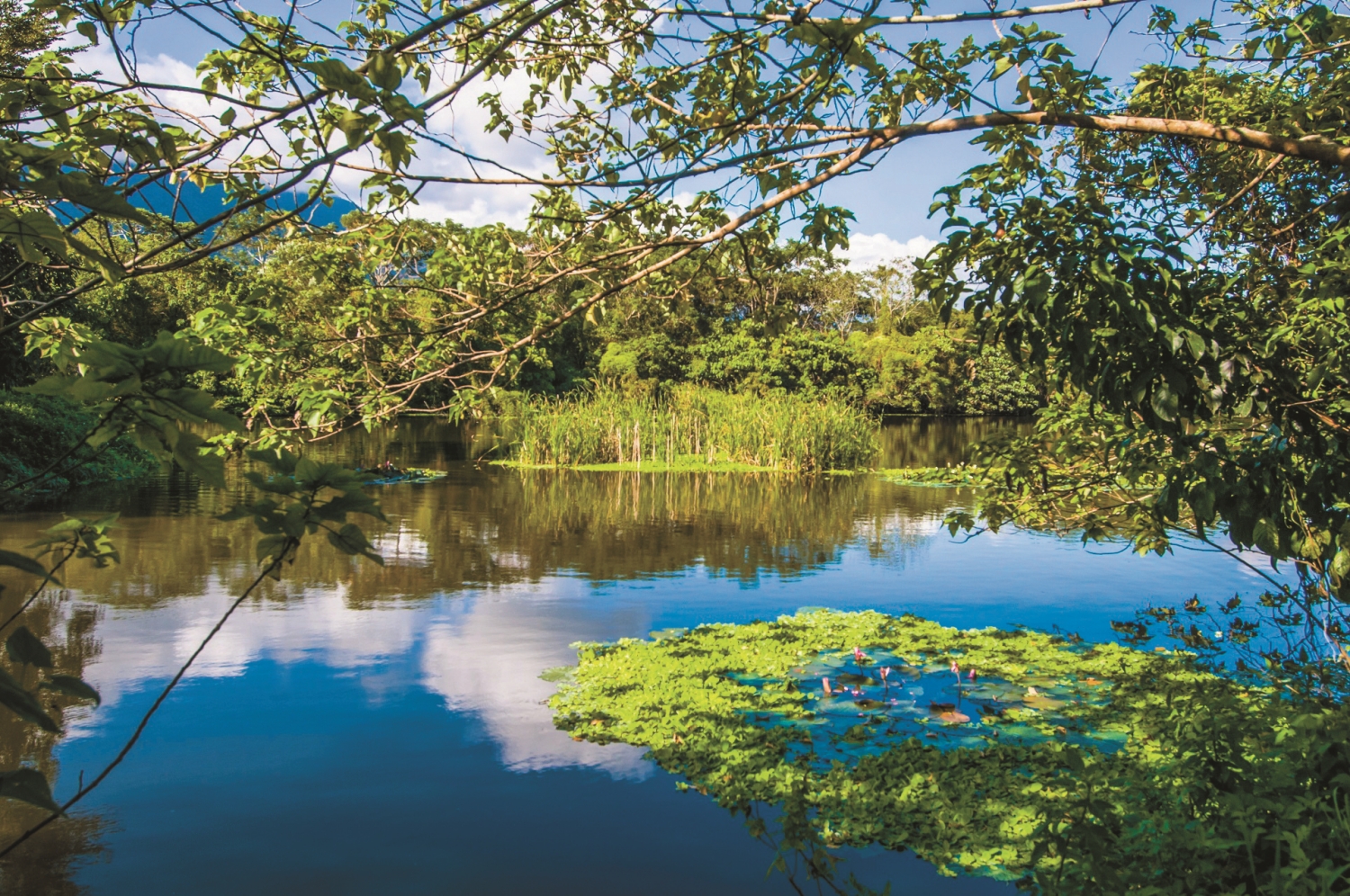 植物生長狀況是影響人工濕地淨水效能的關鍵因素／臺東縣環保局提供