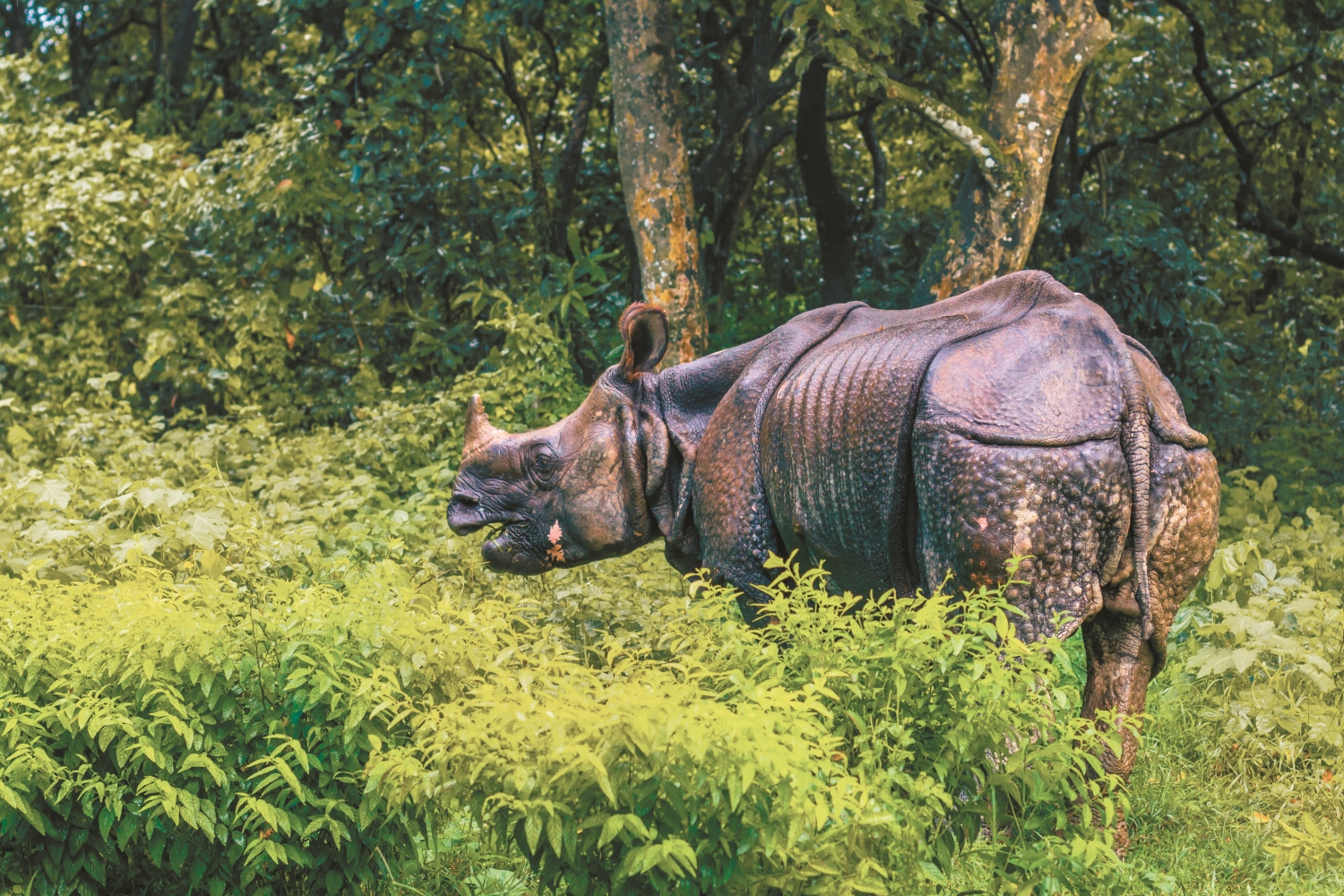 人們試圖挽救受到破壞的生物多樣性，但物種仍持續以驚人的速度消失（圖中為接近瀕危的印度犀牛）／ Rui Baião 提供｜ Dreamstime.com
