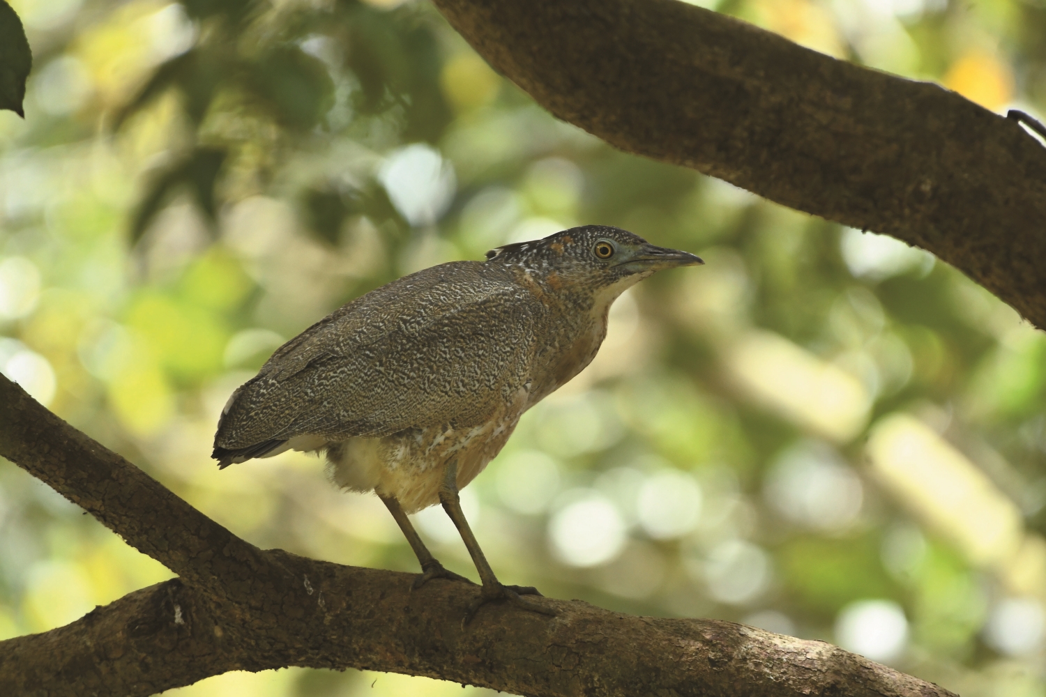 黑冠麻鷺亞成鳥