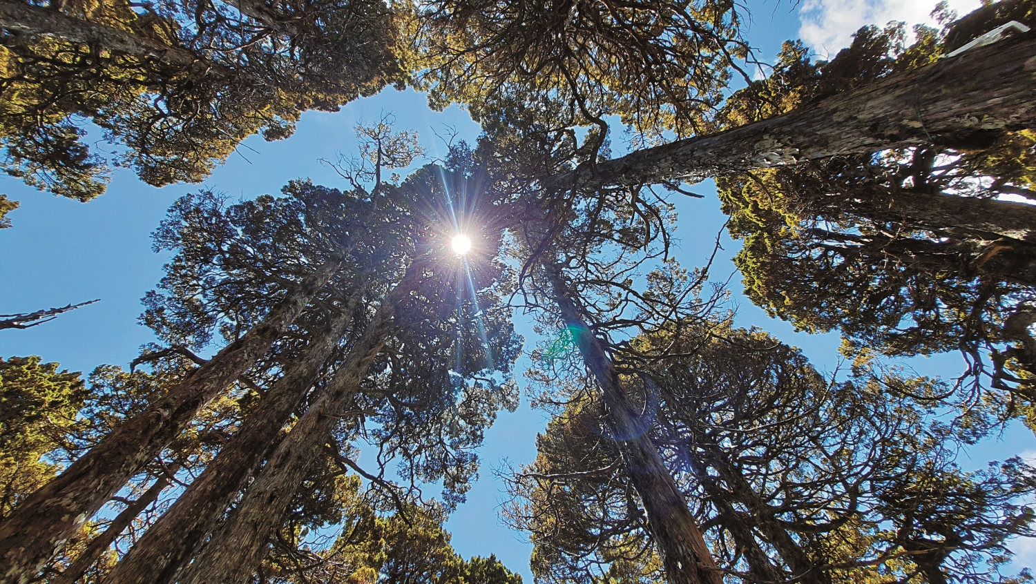 森林療癒促進健康的效果，在各國研究中皆獲證實／雪管處 提供
