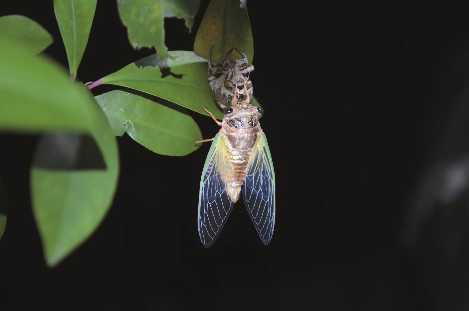 夜間觀蟬／雪管處 提供