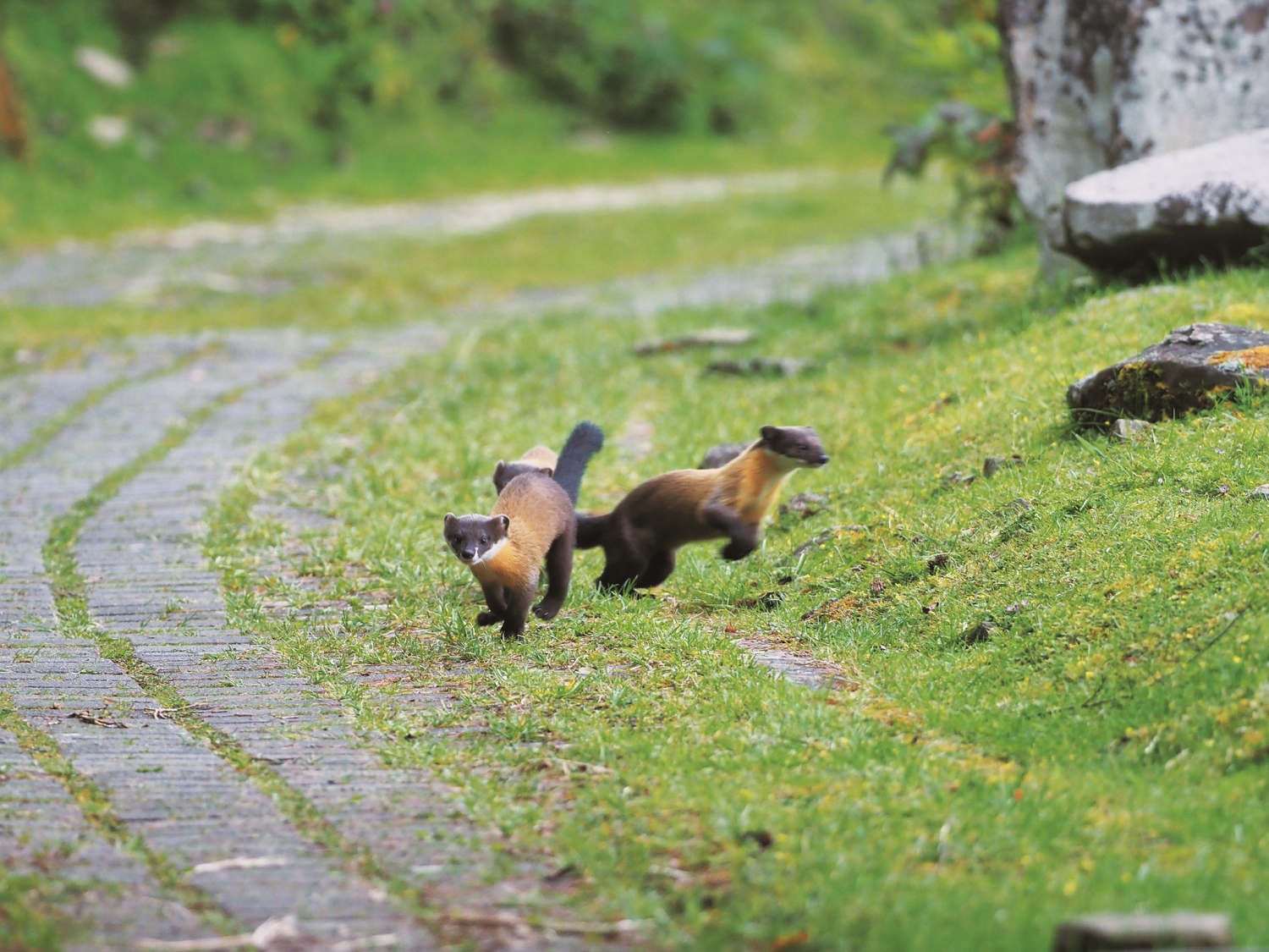 隨著動物族群數量增加，山上的人類活動區域越來越常看到野生動物出沒／玉管處 提供