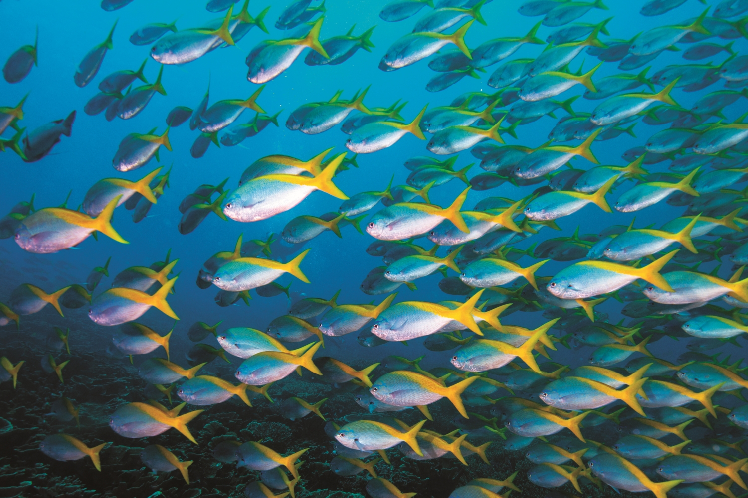 魚類的種群數量雖出現恢復跡象，但遠不足以和被消費的數量抗衡／ Steven Melanson 提供｜ Dreamstime.com