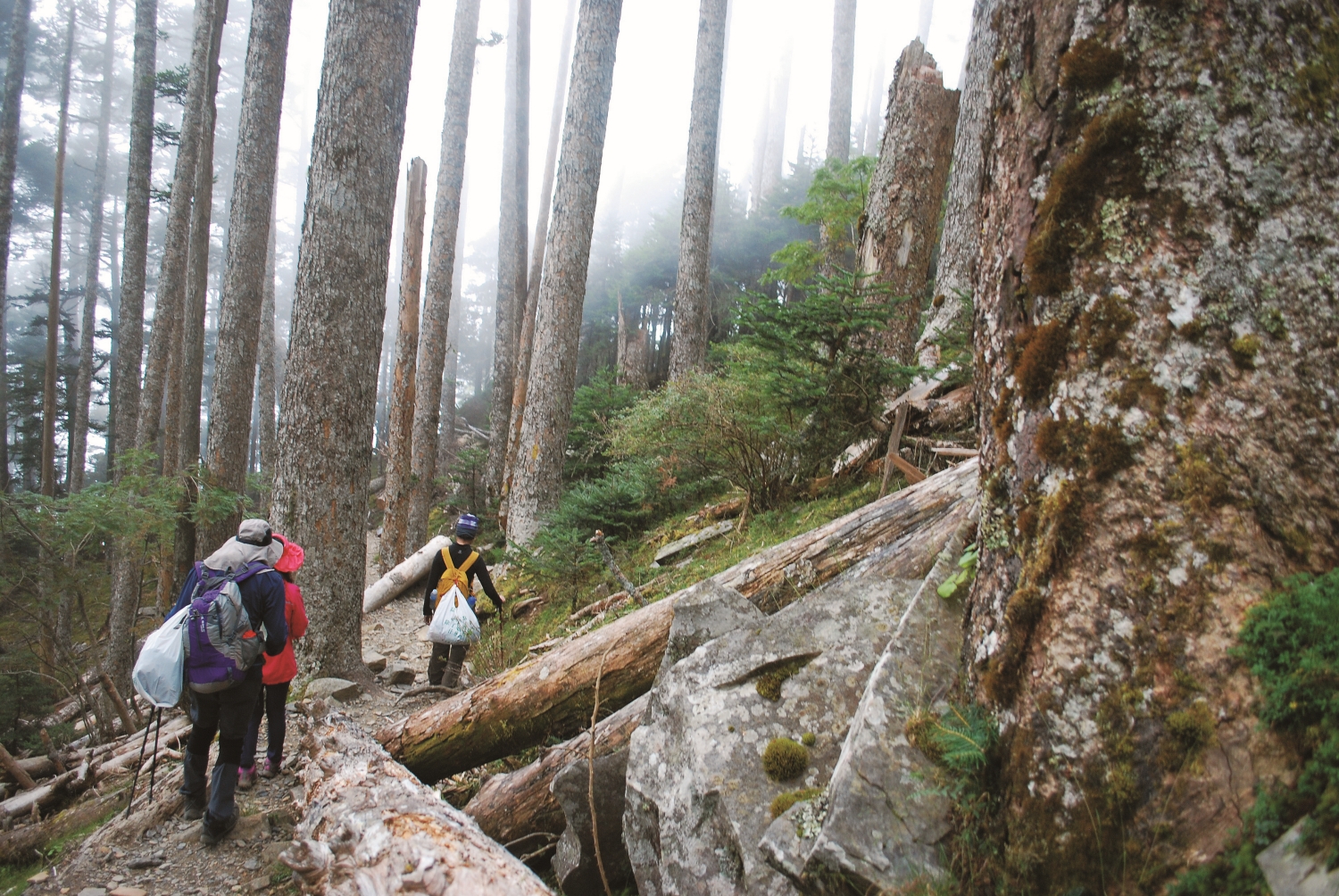 淨山隊背著撿拾到的垃圾行經雪山黑森林／出去玩協會 提供