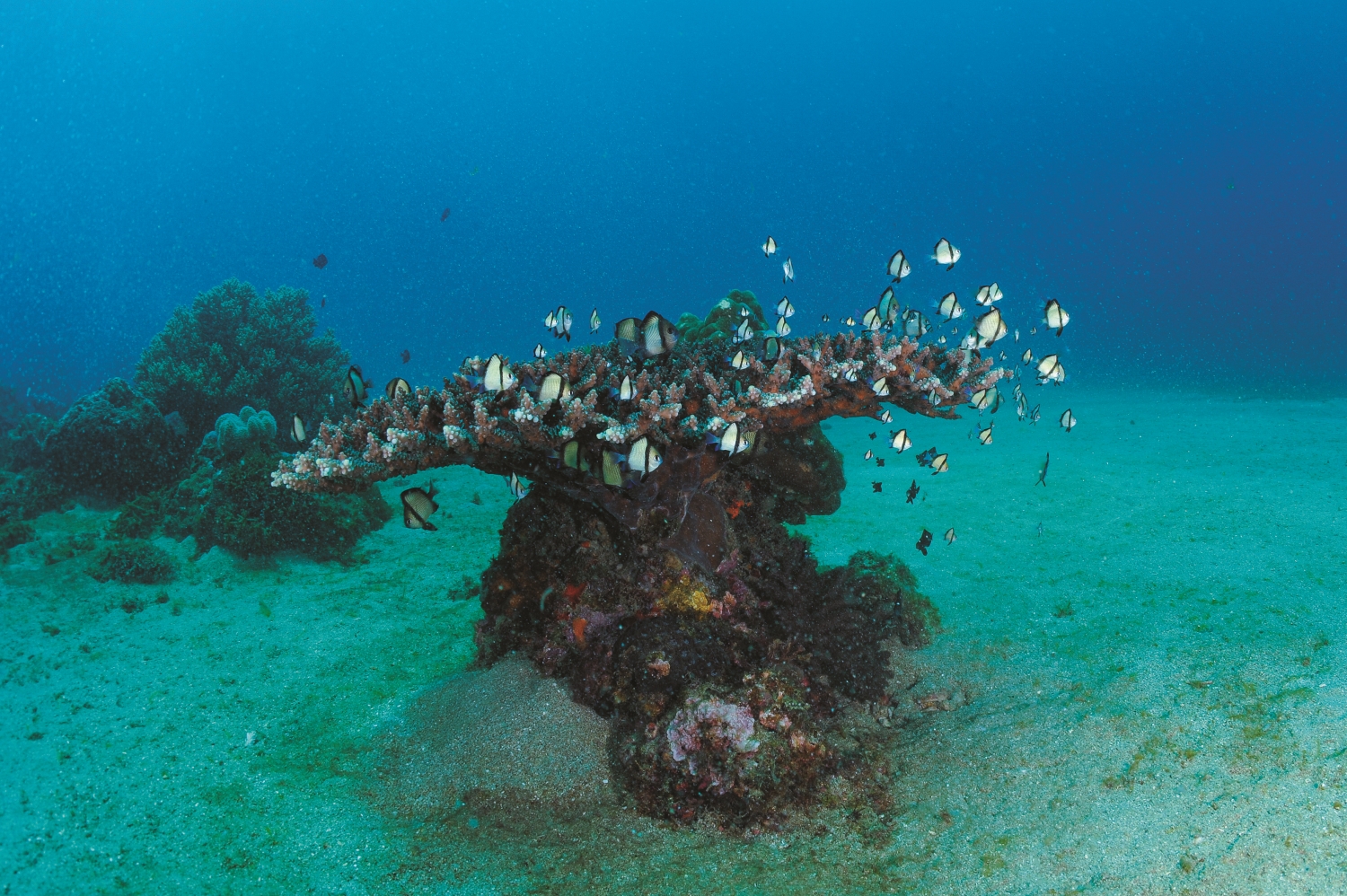 墾丁海中極具特色的桌形珊瑚和雀鯛群／黃興倬 提供