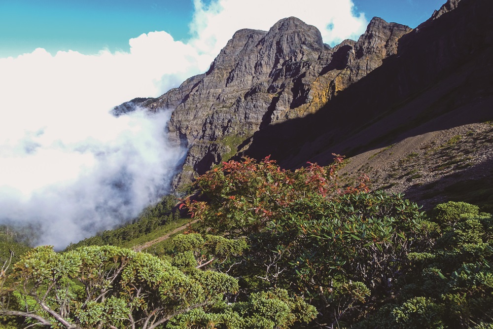 |巒大花楸 / 玉管處 提供