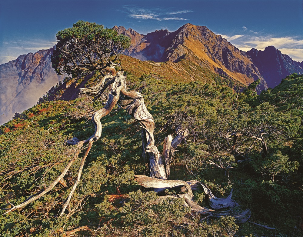 Physiognomy of single-seed juniper atop Yushan / Provided by Yushan National Park Headquarters