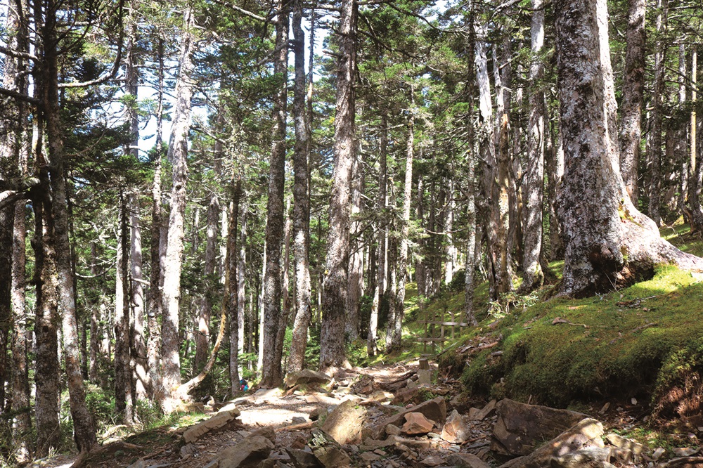 Abies kawakamii / Photo Li Pei-Hua