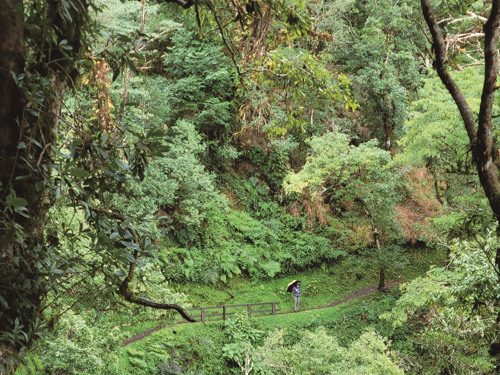 Guanwu’s Giant Tree Trail surrounds visitors with
greenery / Photo by Pan Chen-Chang