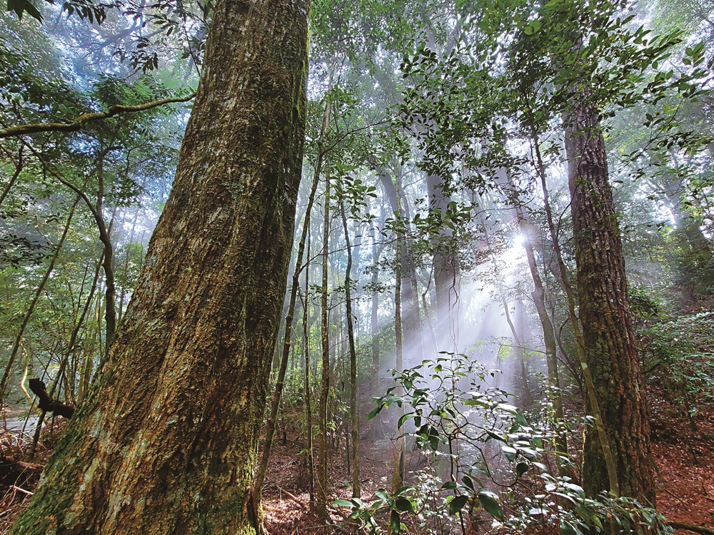 Long-leaf Chinkapin grow to be massive in Xuejian
Recreational Area / Photo by Pan Chen-Chang