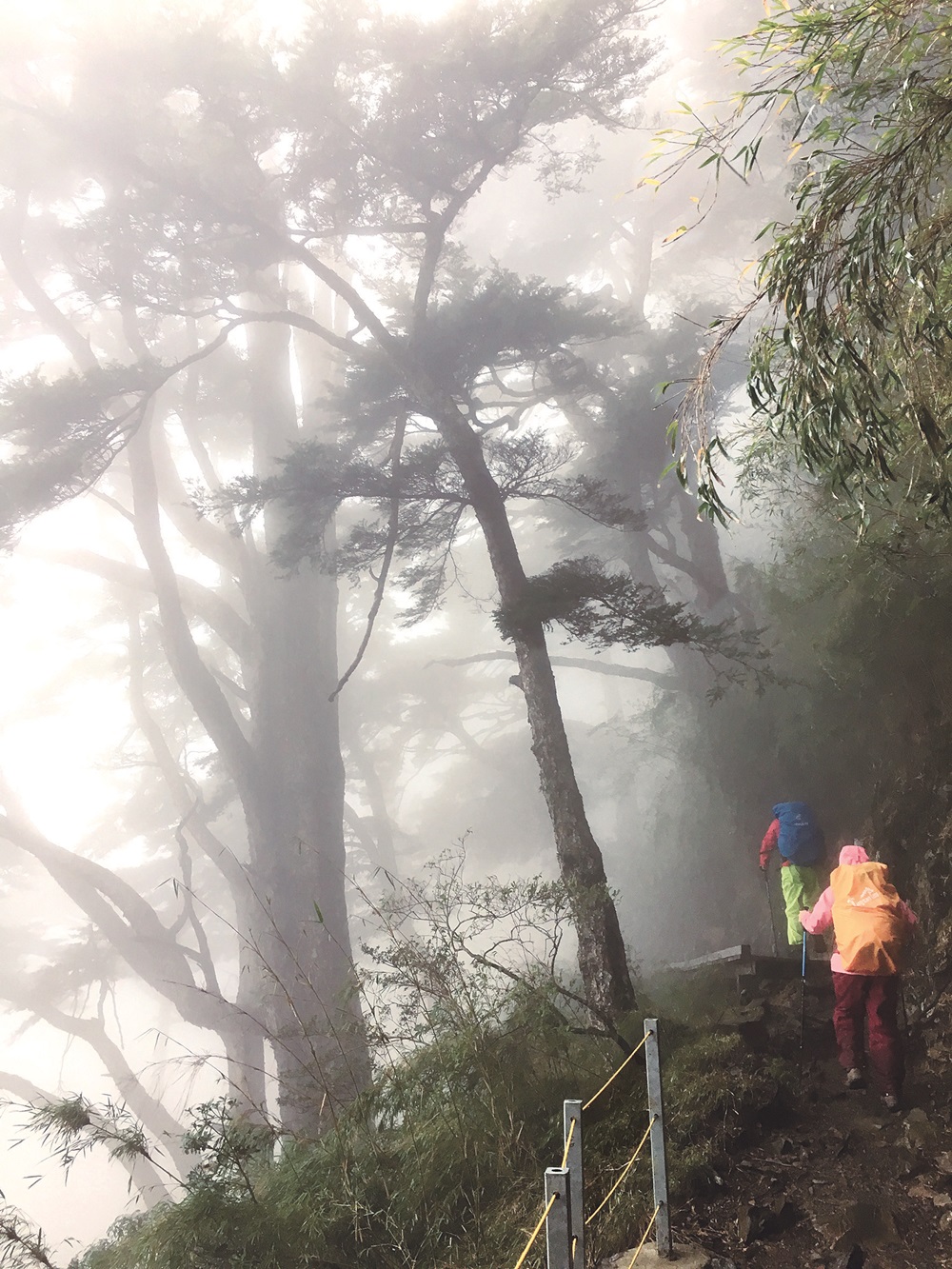 Trekking through the mystical fog forest belt / Photo by Huang Wen-Ke