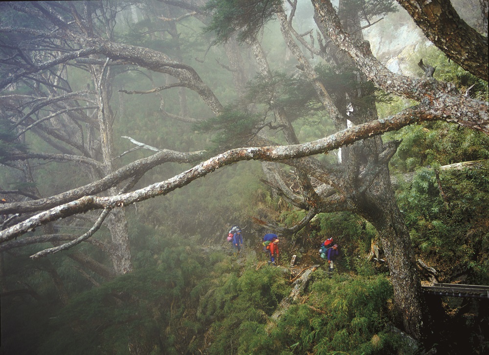 The fog forest belt’s Rich layers of vegetation / Provided by Yushan National Park Headquarters