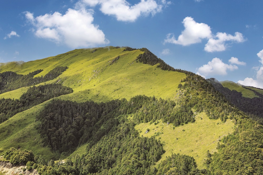 ｜石門山的玉山箭竹與臺灣冷杉／旅行老施 攝