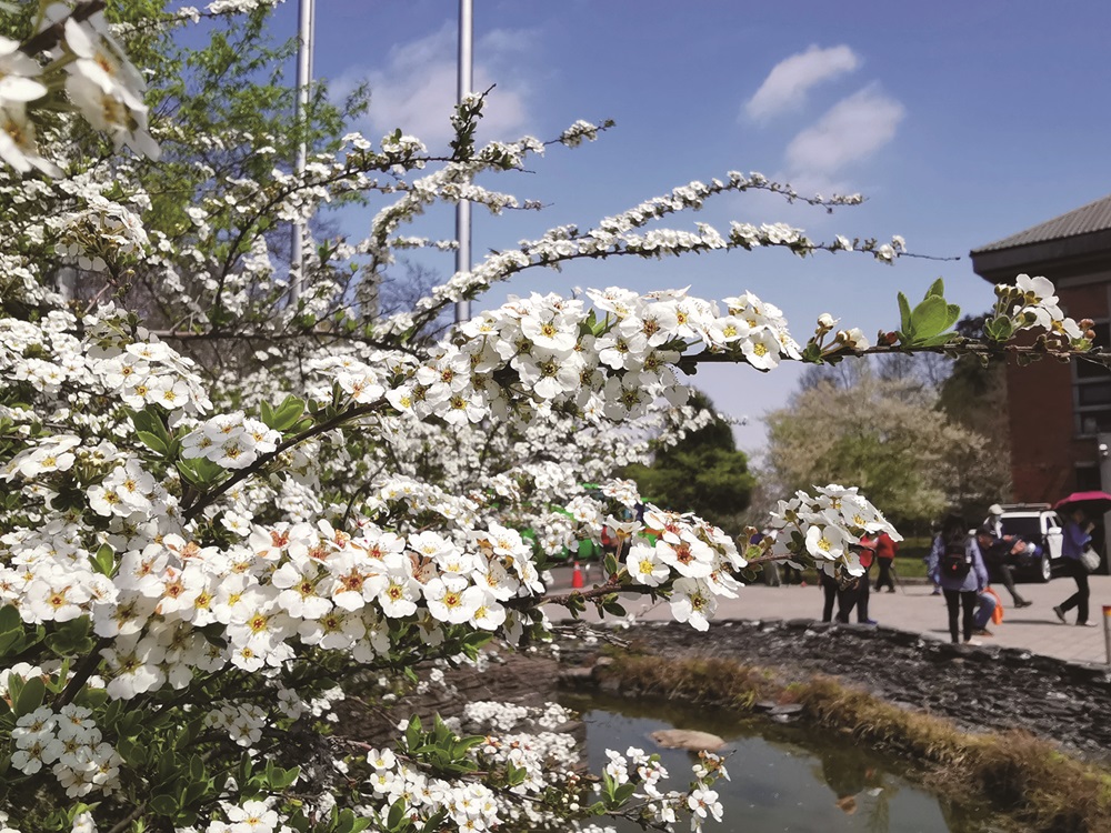 霧裡看花—觀霧步道植物導覽