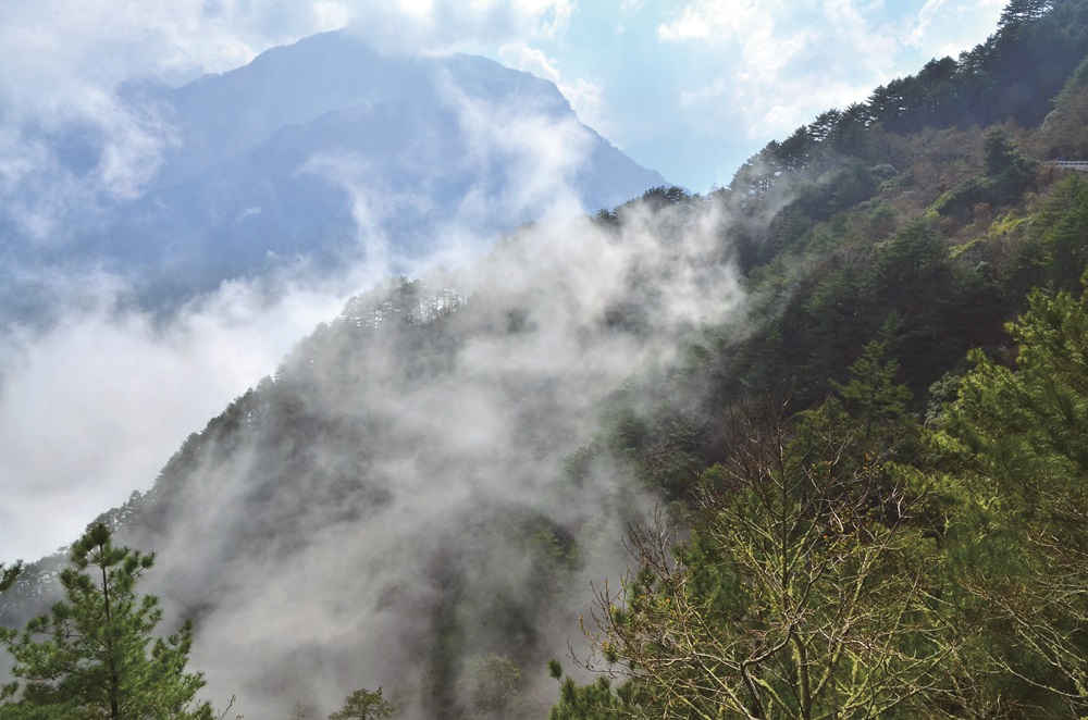 Scenery of fog forest belt / Provided by Taroko National Park Headquarters